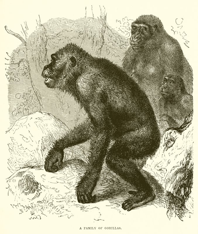 Una famiglia di gorilla da English School