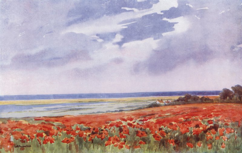 Un campo di papaveri (litografia a colori) da English School
