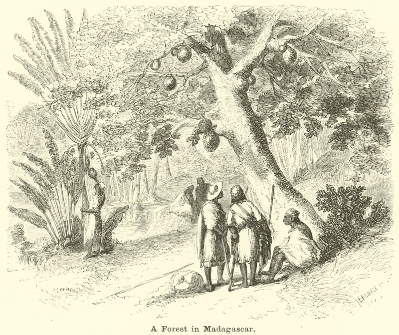 Una foresta in Madagascar da English School
