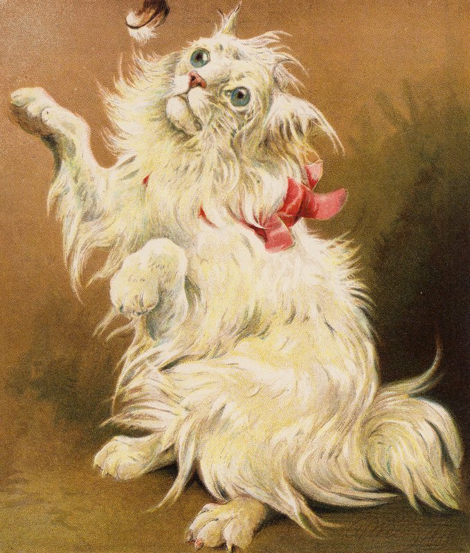Un gatto persiano da English School