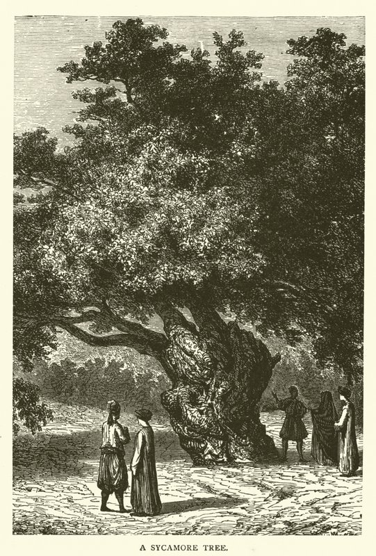 Un Albero di Sicomoro (incisione) da English School