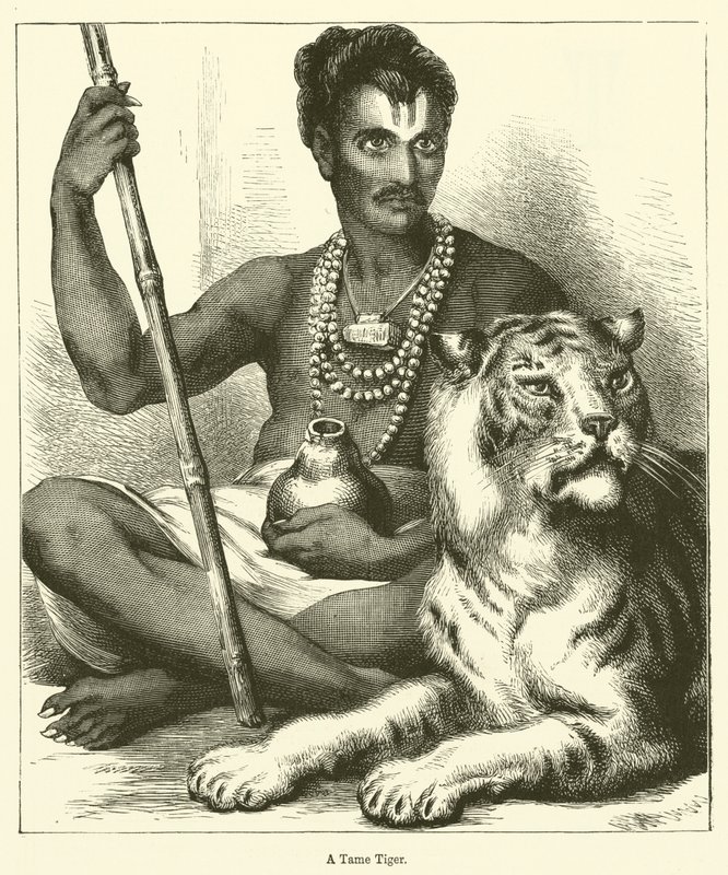 Una tigre addomesticata (incisione) da English School