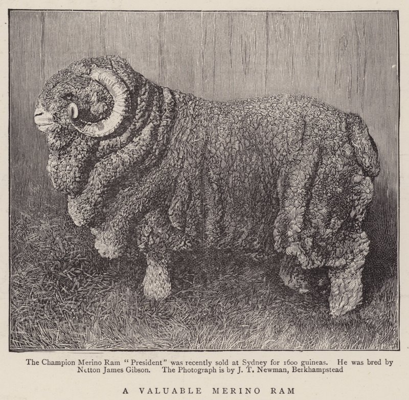 Un Prezioso Ariete Merino (incisione) da English School