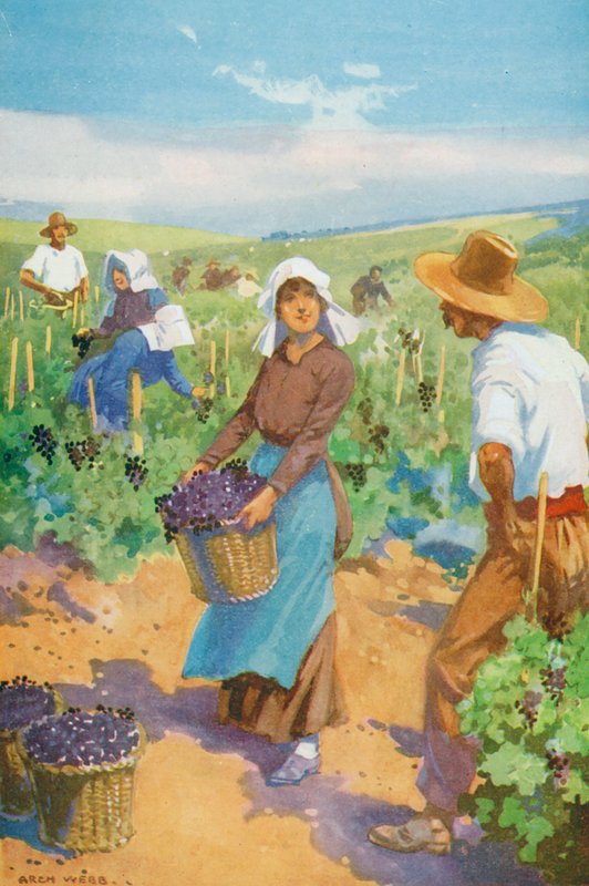 Un vigneto in Francia da English School