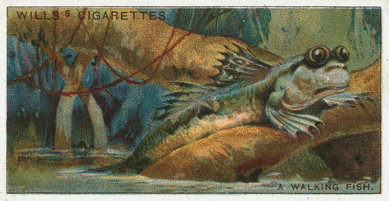Un Pesce Camminante da English School