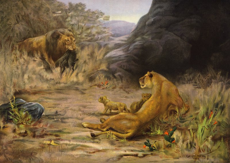 Un gradito ritorno - il leone torna con il cibo per i suoi cuccioli (litografia a colori) da English School