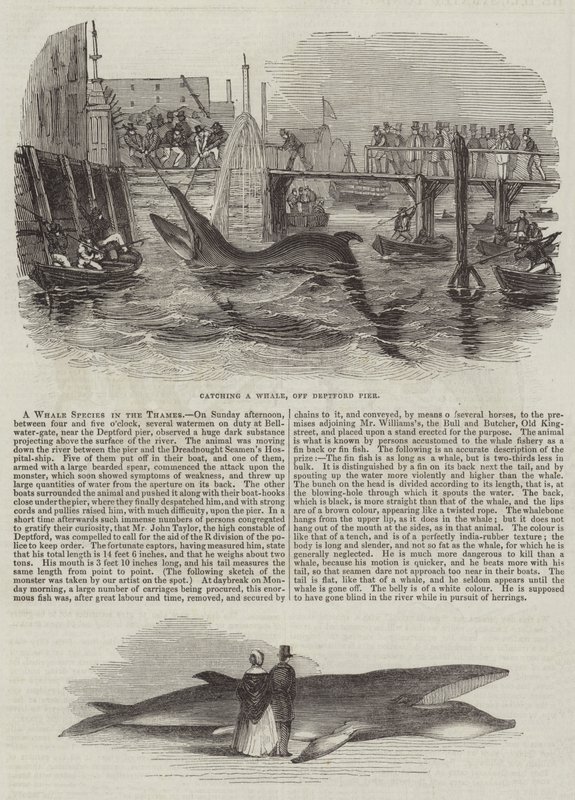 Una specie di balena nel Tamigi (incisione) da English School