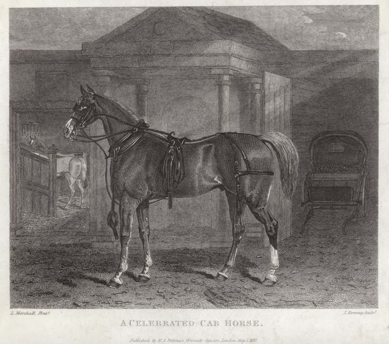 Un cavallo da carrozza celebre da English School
