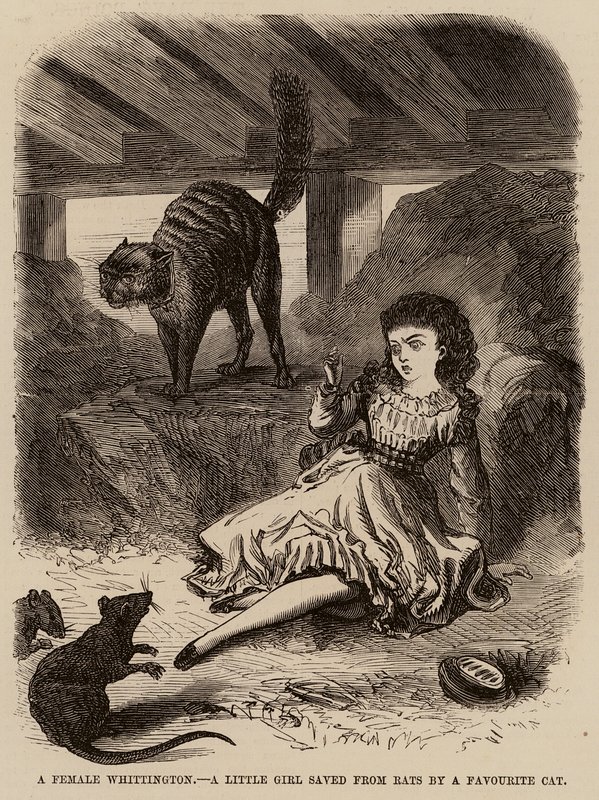 Una femmina Whittington, una bambina salvata dai topi da un gatto preferito da English School