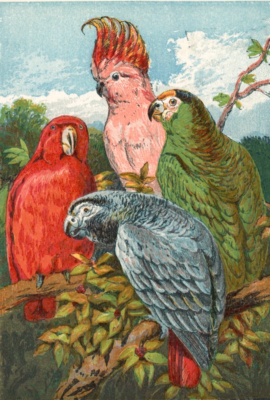 Un pappagallo rosso, grigio e verde, e un cacatua da English School