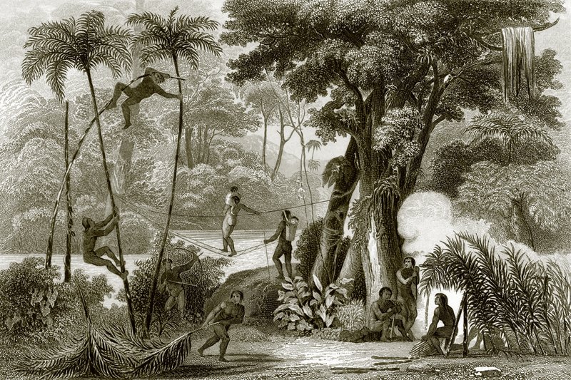 Una scena nella foresta brasiliana da English School