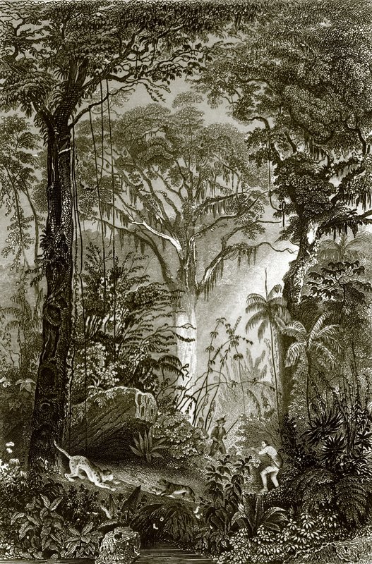 Una scena nella foresta brasiliana da English School