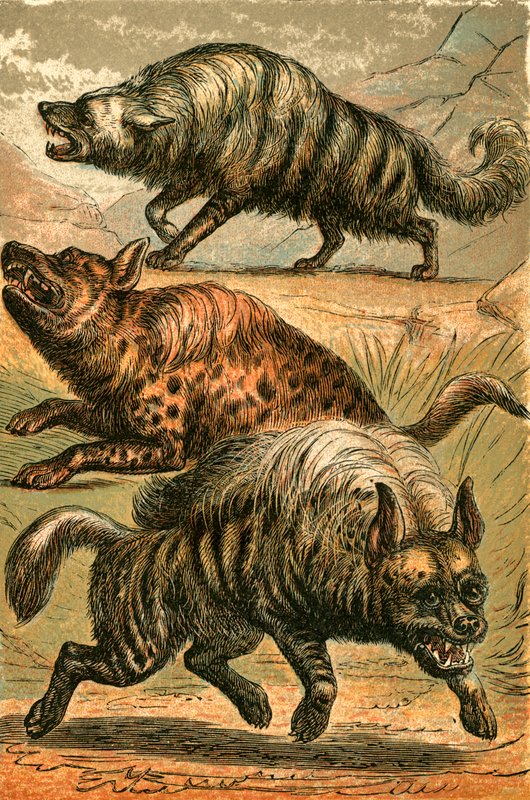 Lupo Aard, Iena maculata e Iena striata da English School