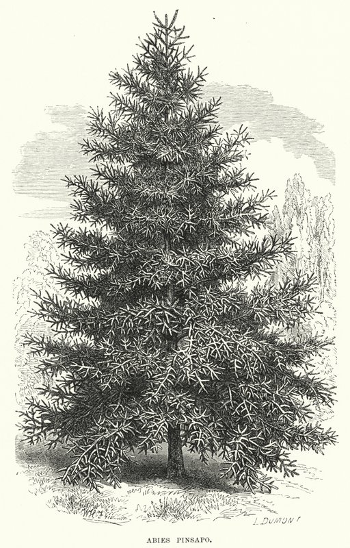 Abies Pinsapo da English School