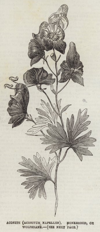 Aconito (Aconitum Napellus), Cappuccio del Monaco, o Aconito da English School