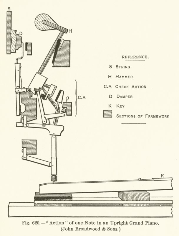 Azione di una nota in un pianoforte a coda verticale, John Broadwood and Sons da English School