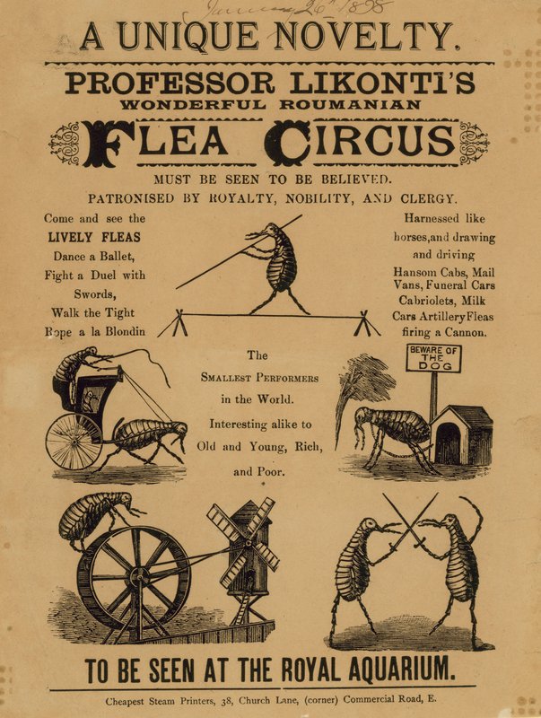 Pubblicità per il Meraviglioso Circo delle Pulci Rumene del Professor Likontis da English School