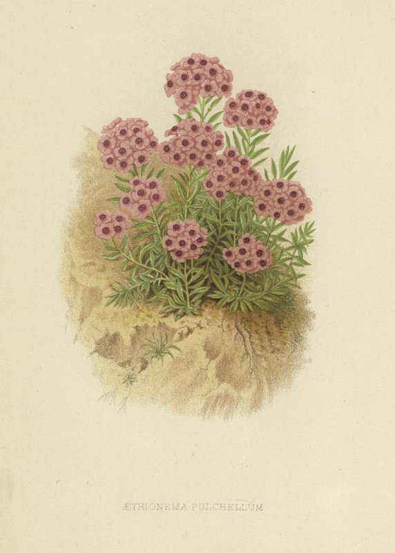 Aethionema pulchellum da English School