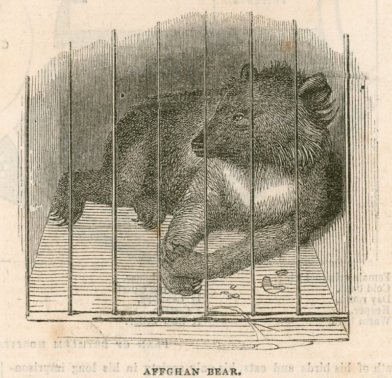 Orso afgano da English School
