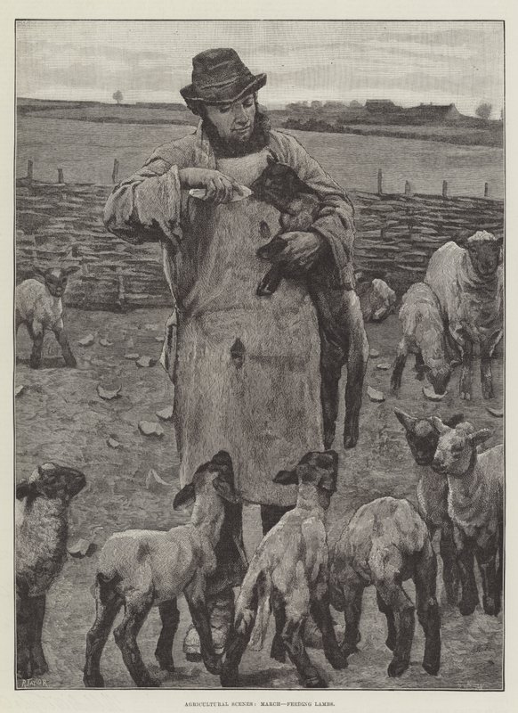 Scene agricole, marzo, alimentazione degli agnelli da English School