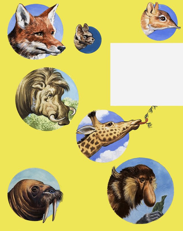 Tutti i tipi di museruole e musi da English School