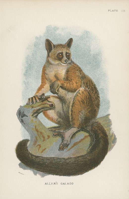 Galago di Allen da English School