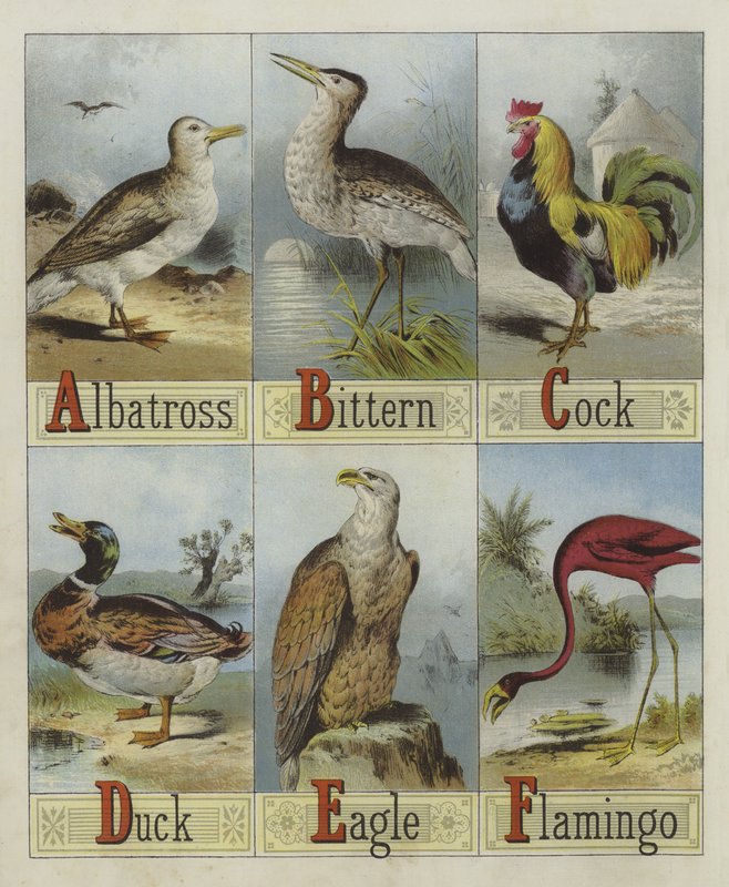 Alfabeto degli uccelli da English School