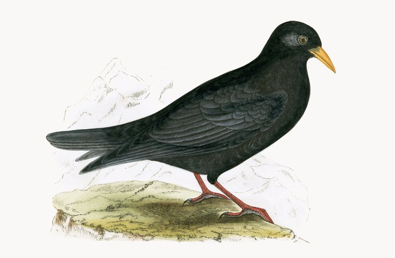 Gracchio alpino, illustrazione da 