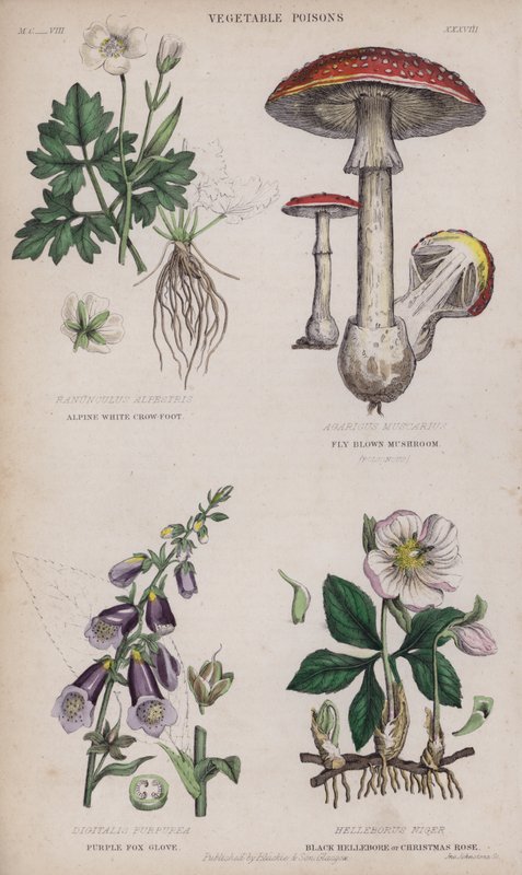 Ranuncolo bianco alpino; fungo marrone; digitale purpurea; elleboro nero o rosa di Natale da English School