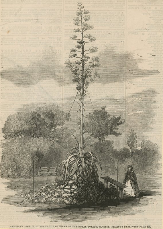 Aloe americana in fiore da English School