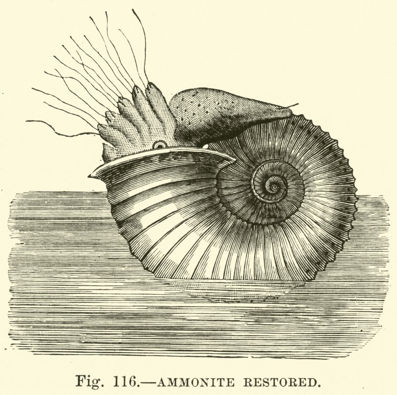 Ammonite restaurato da English School