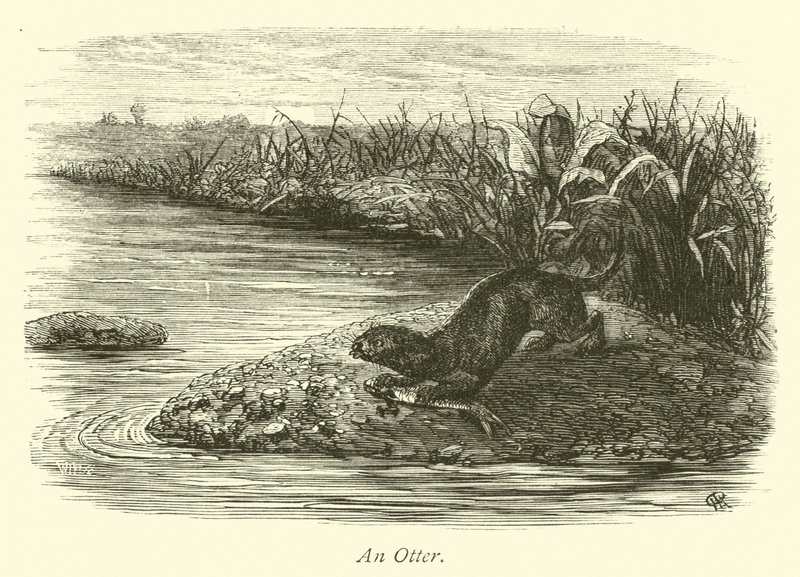 Una lontra da English School