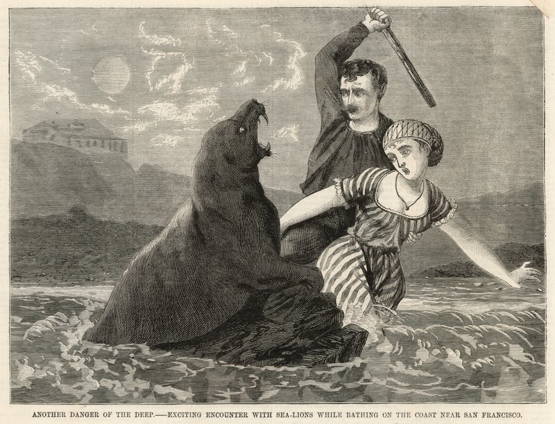 Un emozionante incontro con leoni marini mentre si fa il bagno sulla costa vicino a San Francisco da English School