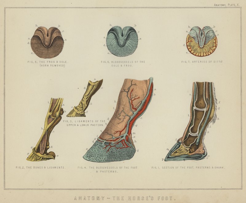 Anatomia, il piede del cavallo da English School