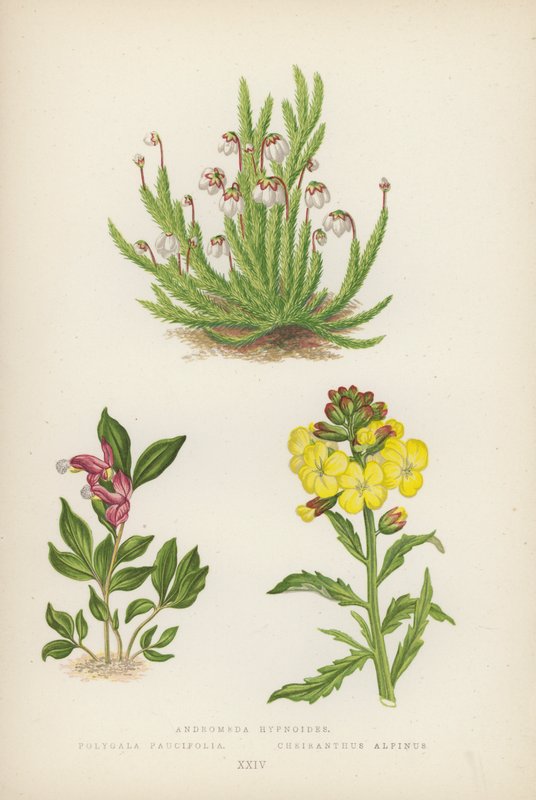 Andromeda Hypnoides; Polygala Paucifolia; Cheiranthus Alpinus (litografia a colori) da English School