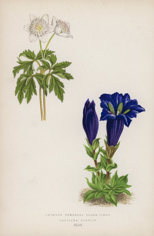 Anemone Nemorosa Flore-pleno; Gentiana Acaulis (litografia a colori) da English School