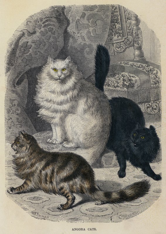Gatti d