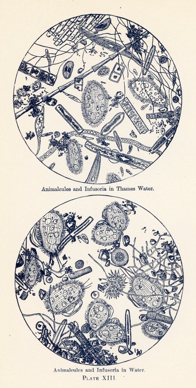 Animelle e Infusori in acqua (litografia a colori) da English School