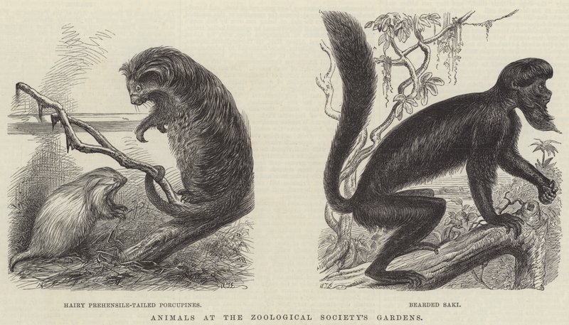 Animali nei Giardini della Società Zoologica da English School