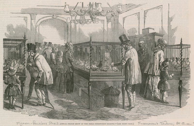 Mostra annuale di piccioni della Società Philio-Peristeron da English School