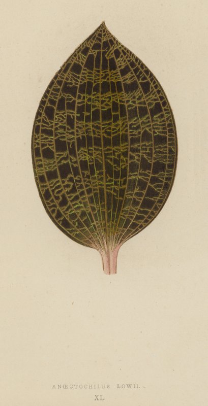 Anoectochilus Lowii da English School