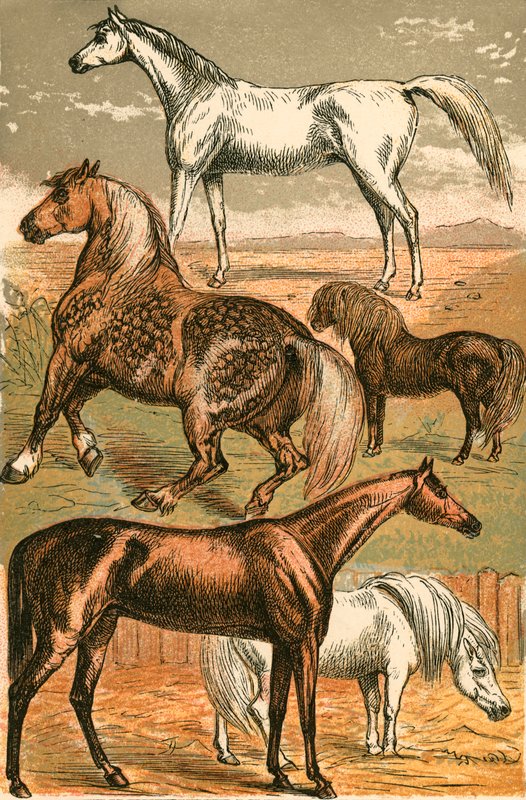 Cavallo Arabo, Cavallo da Tiro, Cavallo da Corsa, Pony Shetland e Pony da English School