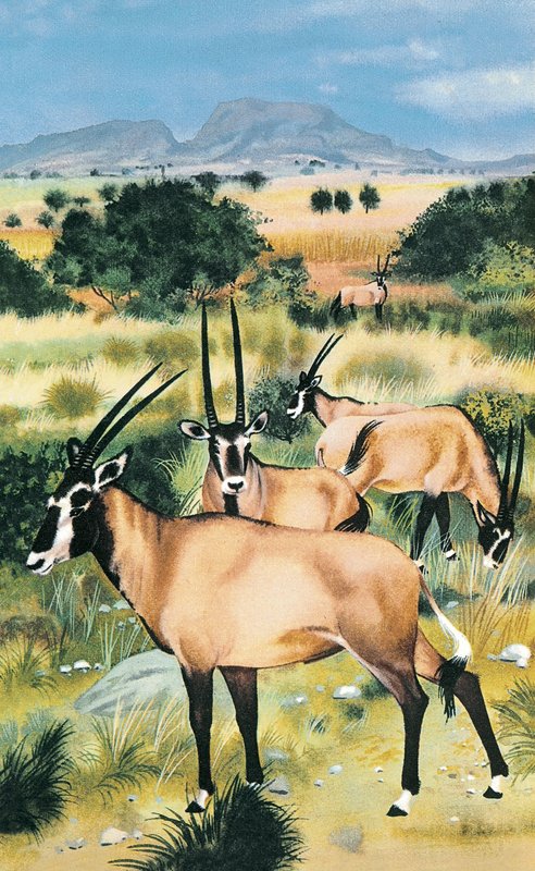 Oryx arabo da English School