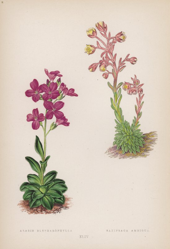 Arabis Blepharophylla; Saxifraga Ambigua da English School