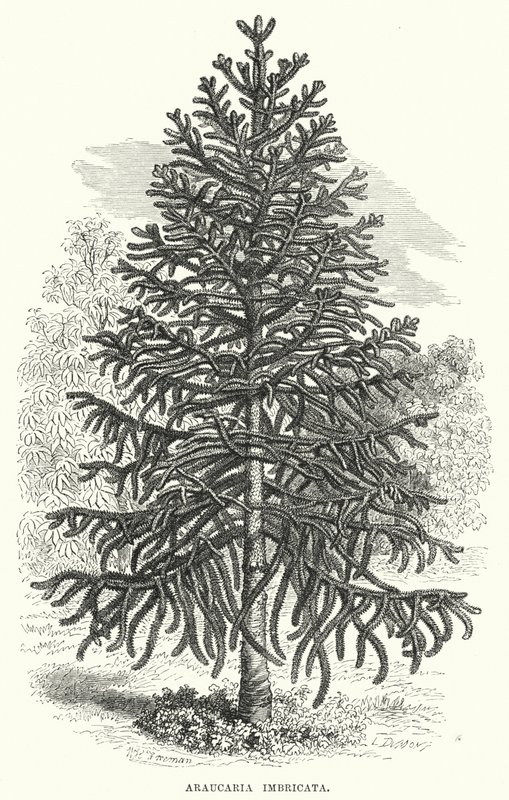 Araucaria Imbricata da English School