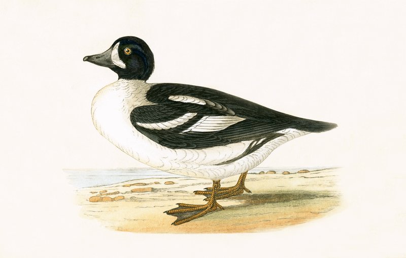 Garrot artico, illustrazione da 
