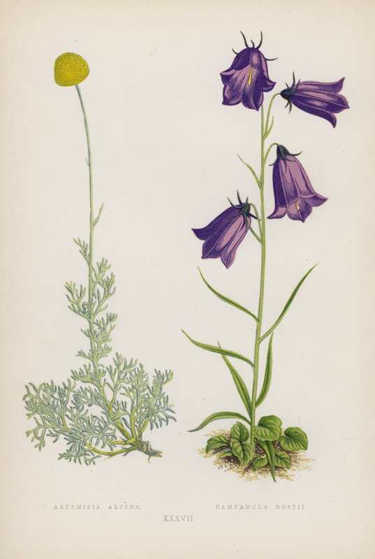 Artemisia Alpina; Campanula Hostii da English School