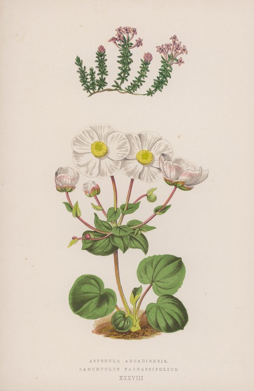 Asperula Arcadiensis; Ranunculus Parnassifolius da English School