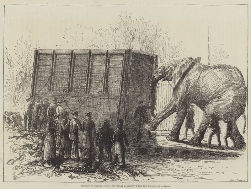 Tentativo di rimuovere Jumbo, il grande elefante, dai Giardini Zoologici (litografia) da English School