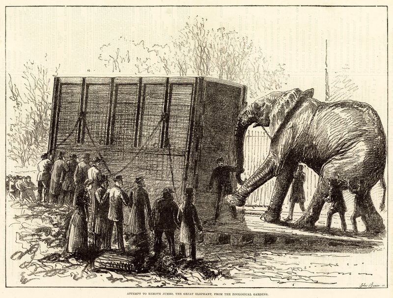 Tentativo di rimuovere Jumbo, il grande elefante, dal Giardino Zoologico (incisione) da English School